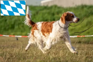 Read more about the article Welsh Springer spániel tenyésztők és kölykök Bajorországban