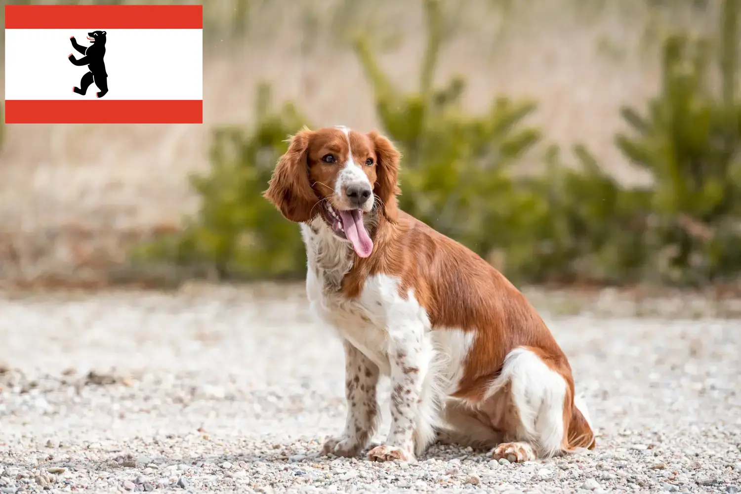 Read more about the article Welsh Springer spániel tenyésztők és kölykök Berlinben