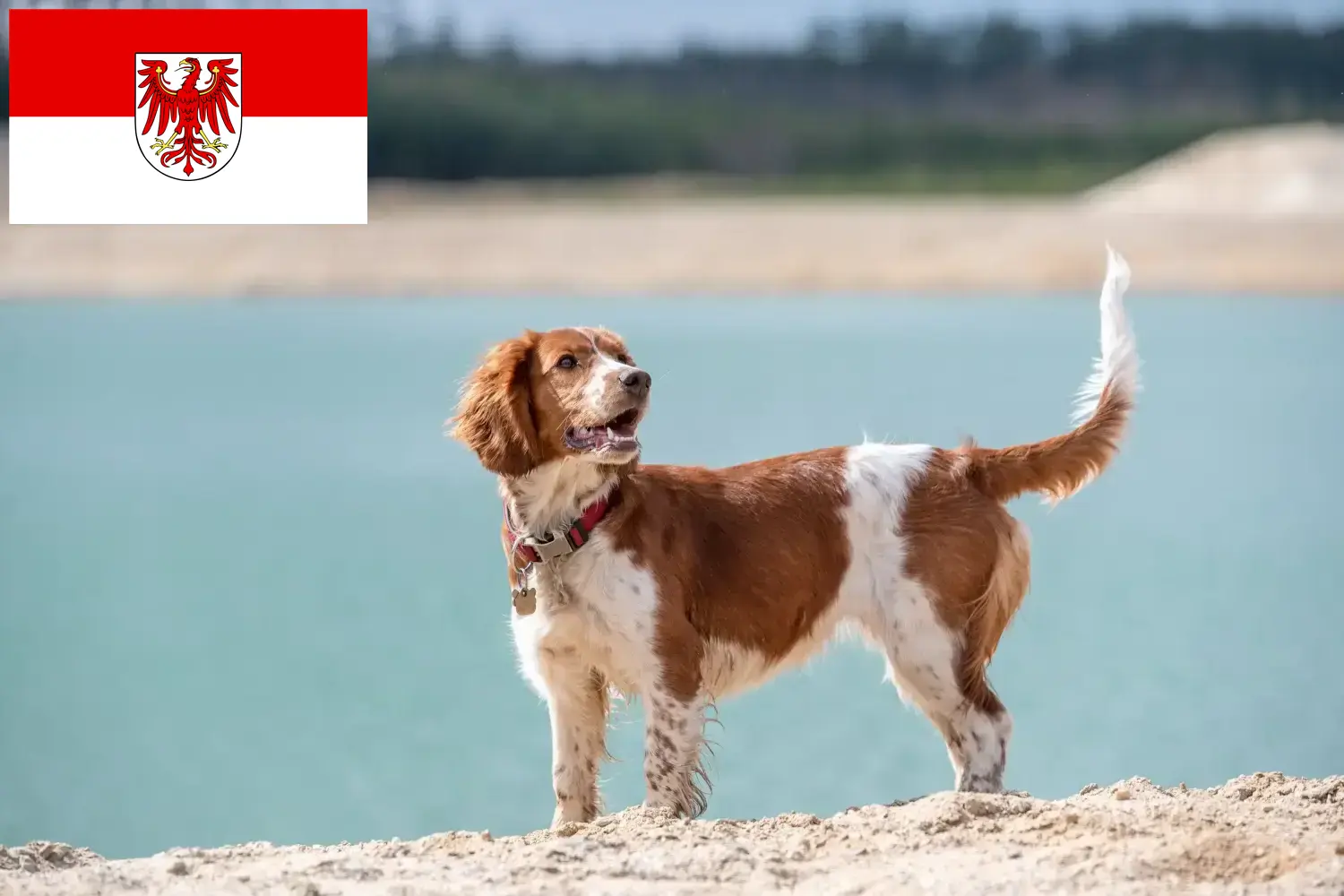 Welsh Springer spániel kölykök és tenyésztők Brandenburgban Itt találhat Welsh Springer spániel tenyésztőket Brandenburgban.
