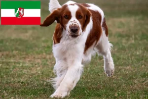 Read more about the article Welsh Springer spániel tenyésztők és kiskutyák Észak-Rajna-Vesztfália területén
