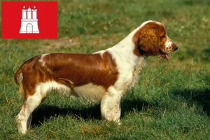 Read more about the article Welsh Springer spániel tenyésztők és kölykök Hamburgban