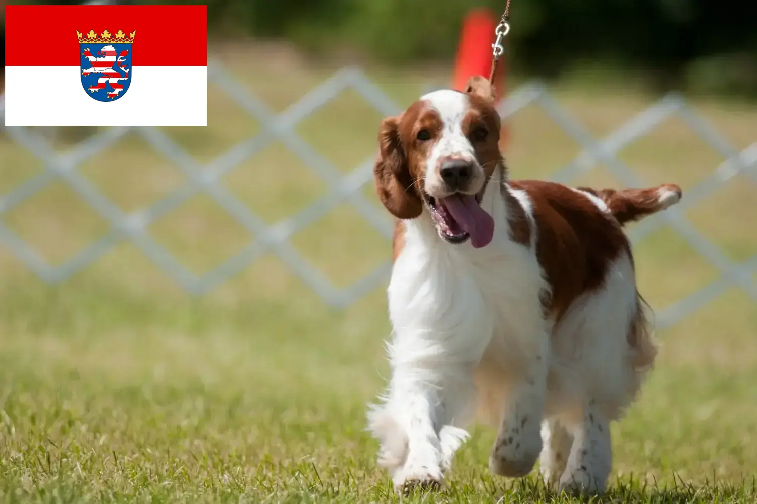 Read more about the article Welsh Springer spániel tenyésztők és kölykök Hessenben