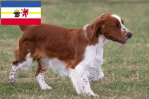 Read more about the article Welsh Springer spániel tenyésztők és kölykök Mecklenburg-Elő-Pomeránia tartományban