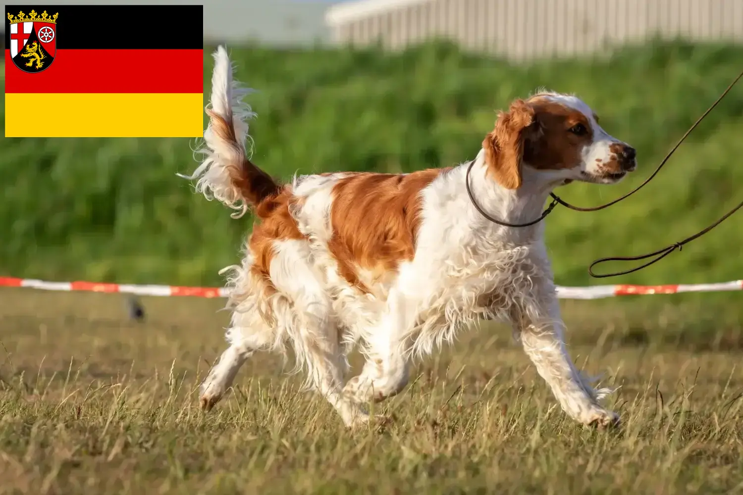 Read more about the article Welsh Springer spániel tenyésztők és kölykök Rajna-vidék-Pfalzban