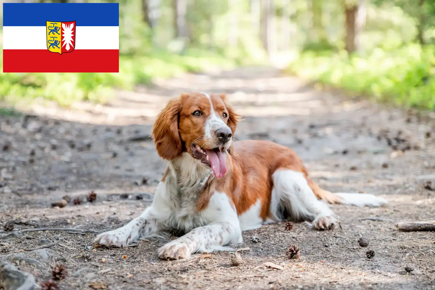 Read more about the article Welsh Springer spániel tenyésztők és kiskutyák Schleswig-Holstein tartományban