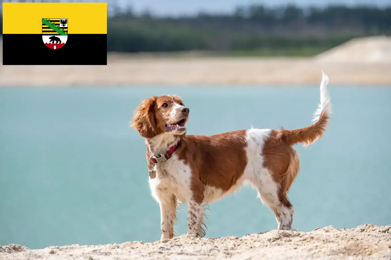 Read more about the article Welsh Springer spániel tenyésztők és kölykök Szász-Anhaltban