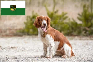 Read more about the article Welsh Springer spániel tenyésztők és kölykök Szászországban