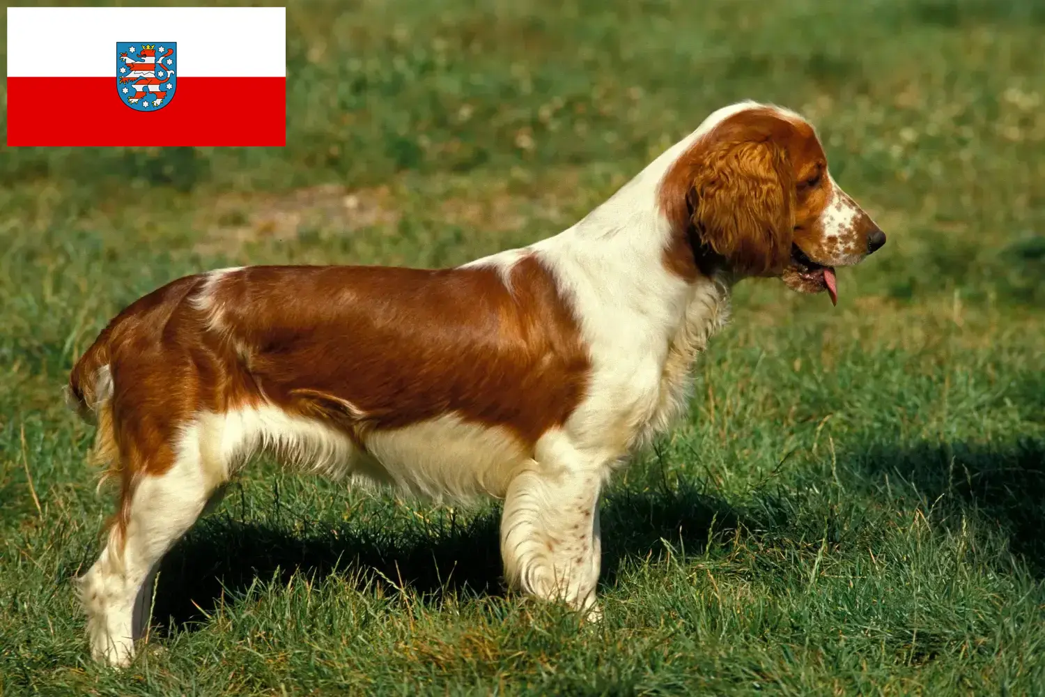 Read more about the article Welsh Springer spániel tenyésztők és kölykök Türingiában