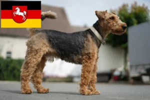 Read more about the article Welsh terrier tenyésztők és kiskutyák Alsó-Szászországban