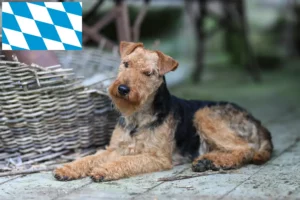 Read more about the article Welsh terrier tenyésztők és kiskutyák Bajorországban