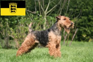 Read more about the article Welsh terrier tenyésztők és kölykök Baden-Württembergben