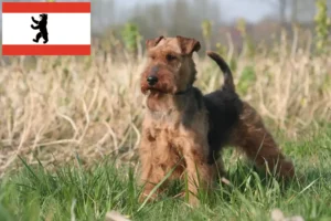 Read more about the article Welsh terrier tenyésztők és kiskutyák Berlinben
