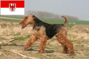 Read more about the article Welsh terrier tenyésztők és kölykök Brandenburgban
