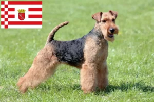 Read more about the article Welsh terrier tenyésztők és kiskutyák Brémában