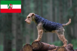 Read more about the article Welsh terrier tenyésztők és kiskutyák Észak-Rajna-Vesztfália területén