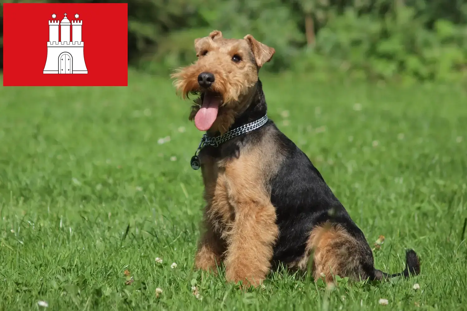 Read more about the article Welsh terrier tenyésztők és kölykök Hamburgban