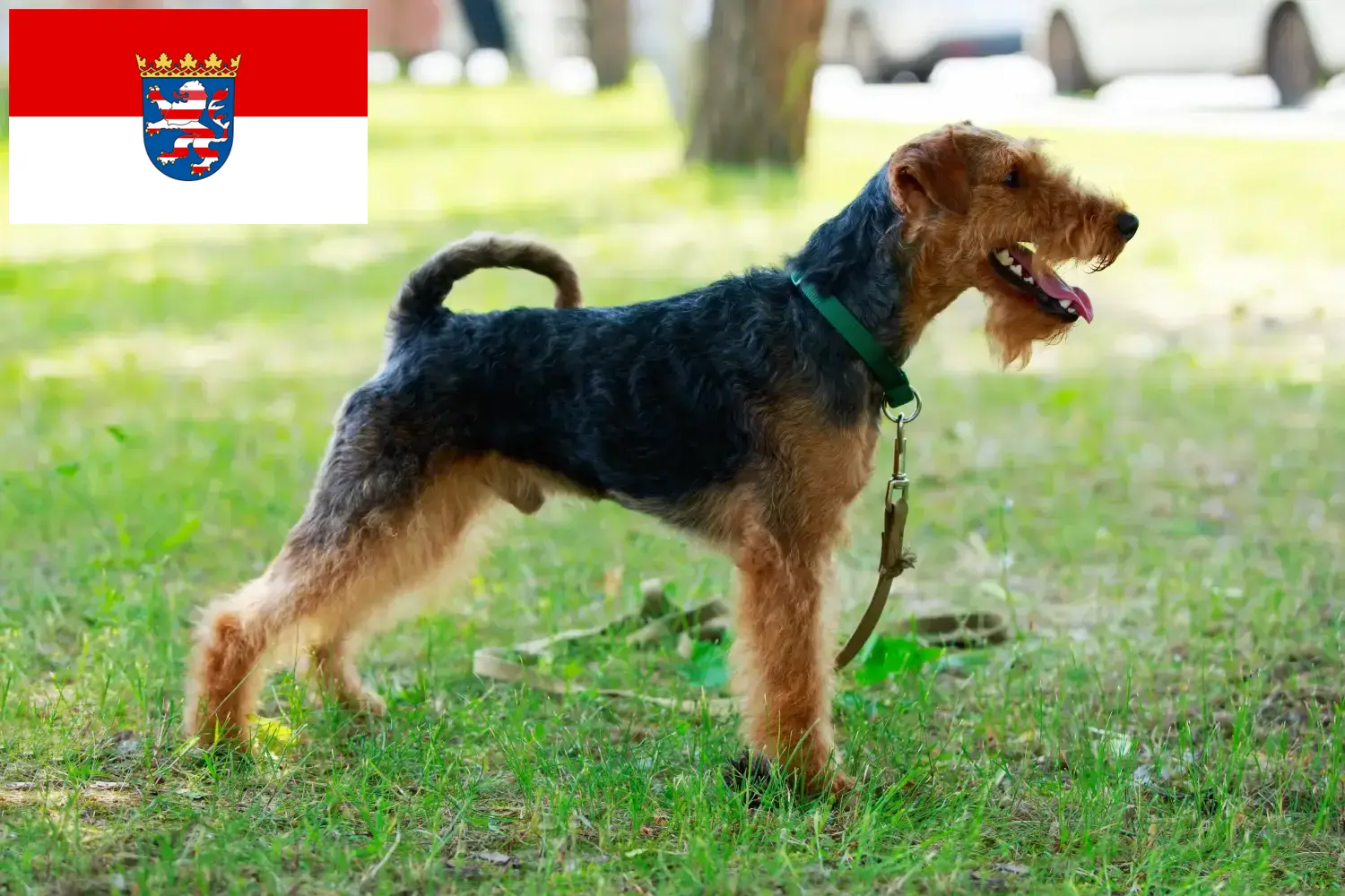Read more about the article Welsh terrier tenyésztők és kiskutyák Hessenben