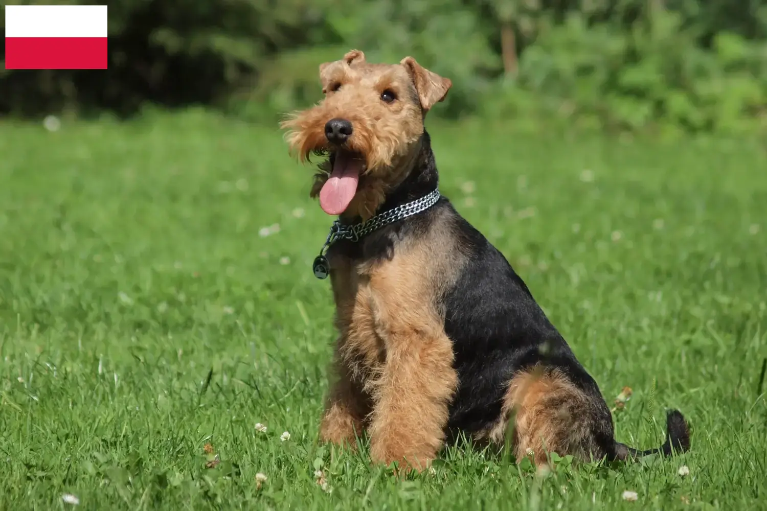 Welsh terrier kölykök és tenyésztők Lengyelország Keress welsh terrier tenyésztőket Lengyelországban.