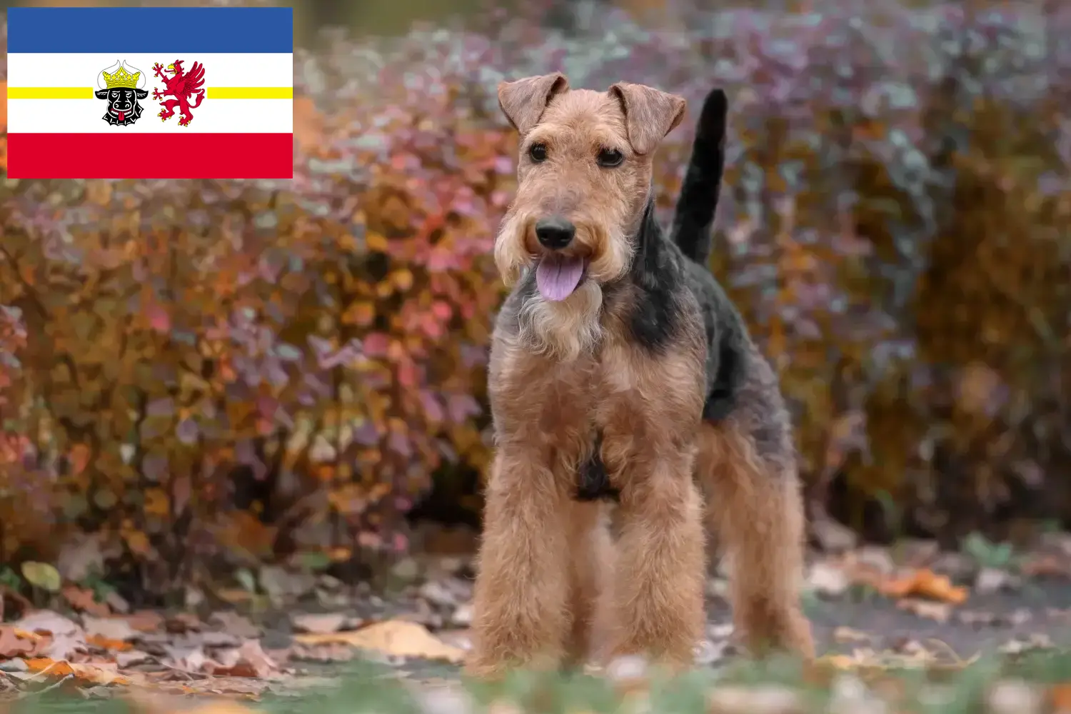 Welsh terrier kiskutyák és tenyésztők Mecklenburg-Vorpommern tartományban Itt találhat Welsh Terrier tenyésztőket Mecklenburg-Elő-Pomeránia területén.