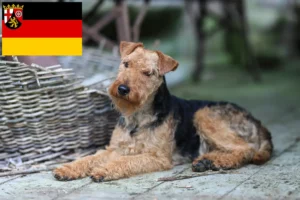 Read more about the article Welsh terrier tenyésztők és kiskutyák Rajna-vidék-Pfalzban