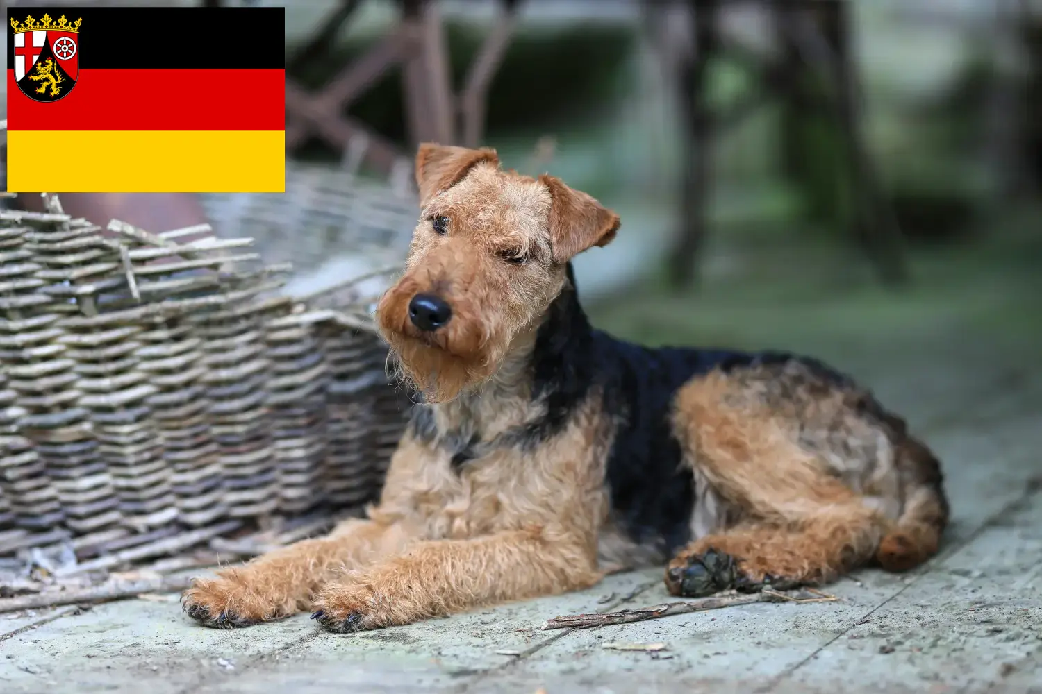 Welsh terrier kiskutyák és tenyésztők Rajna-vidék-Pfalz Itt találhat Welsh Terrier tenyésztőket Rajna-vidék-Pfalzban.