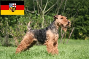 Read more about the article Welsh terrier tenyésztők és kiskutyák Saar-vidéken