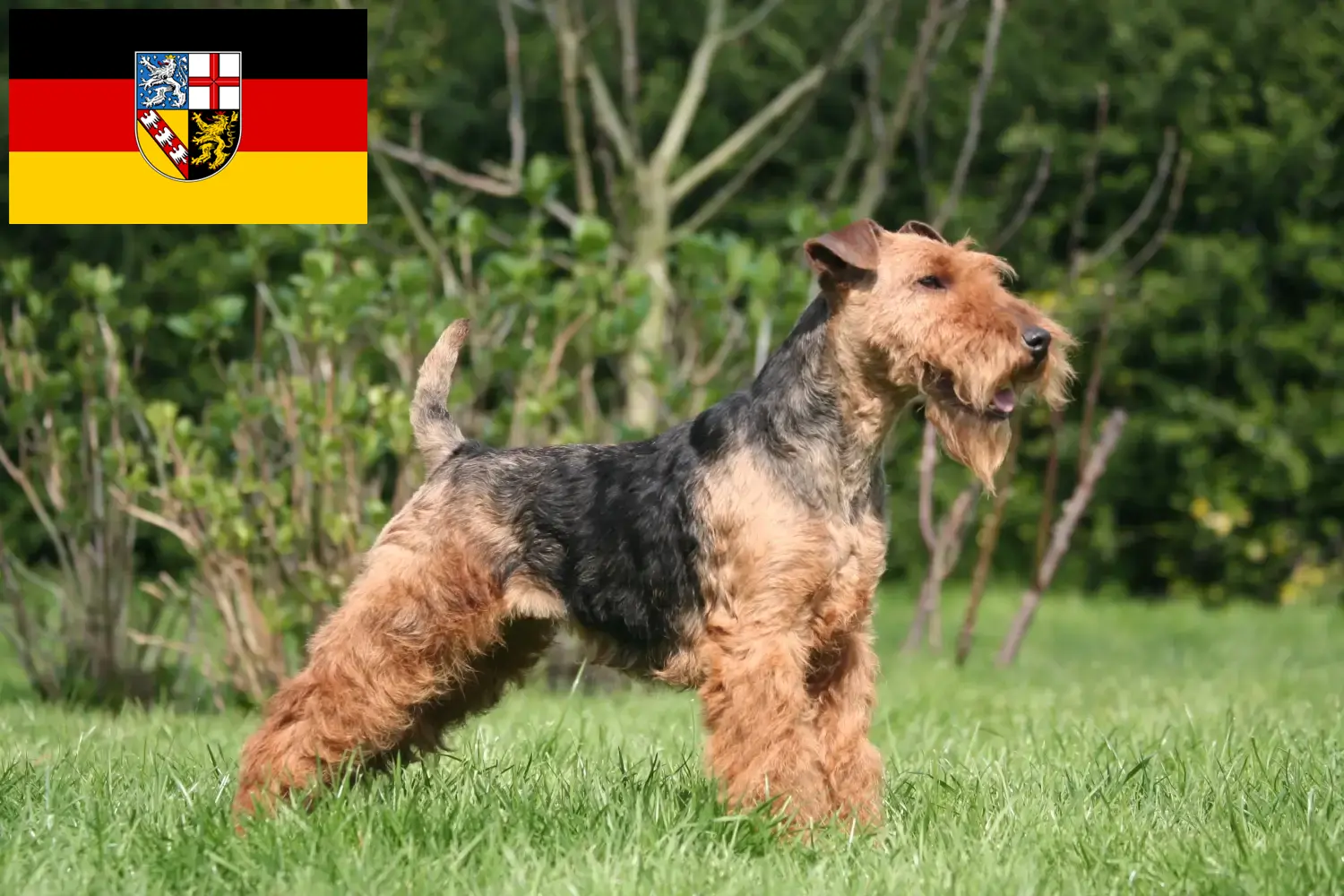 Welsh Terrier kölykök és tenyésztők Saarland Itt találsz welsh terrier tenyésztőket Saar-vidéken.