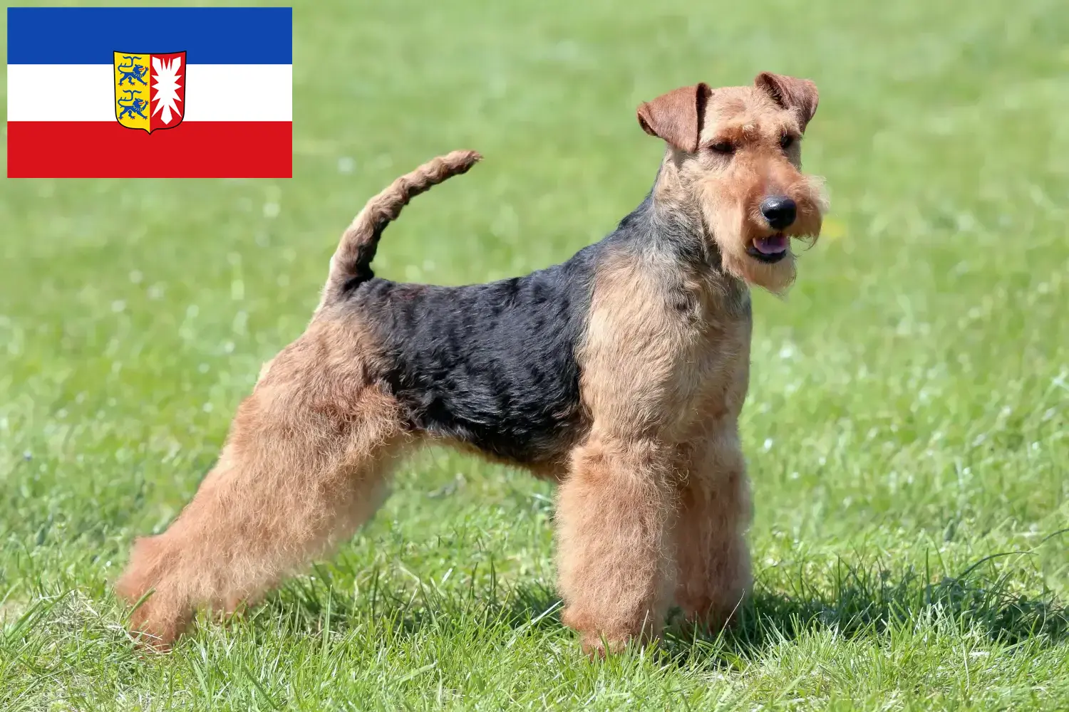 Read more about the article Welsh terrier tenyésztők és kiskutyák Schleswig-Holstein tartományban