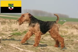 Read more about the article Welsh terrier tenyésztők és kölykök Szász-Anhaltban