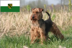 Read more about the article Welsh terrier tenyésztők és kiskutyák Szászországban