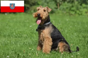 Read more about the article Welsh terrier tenyésztők és kölykök Türingiában