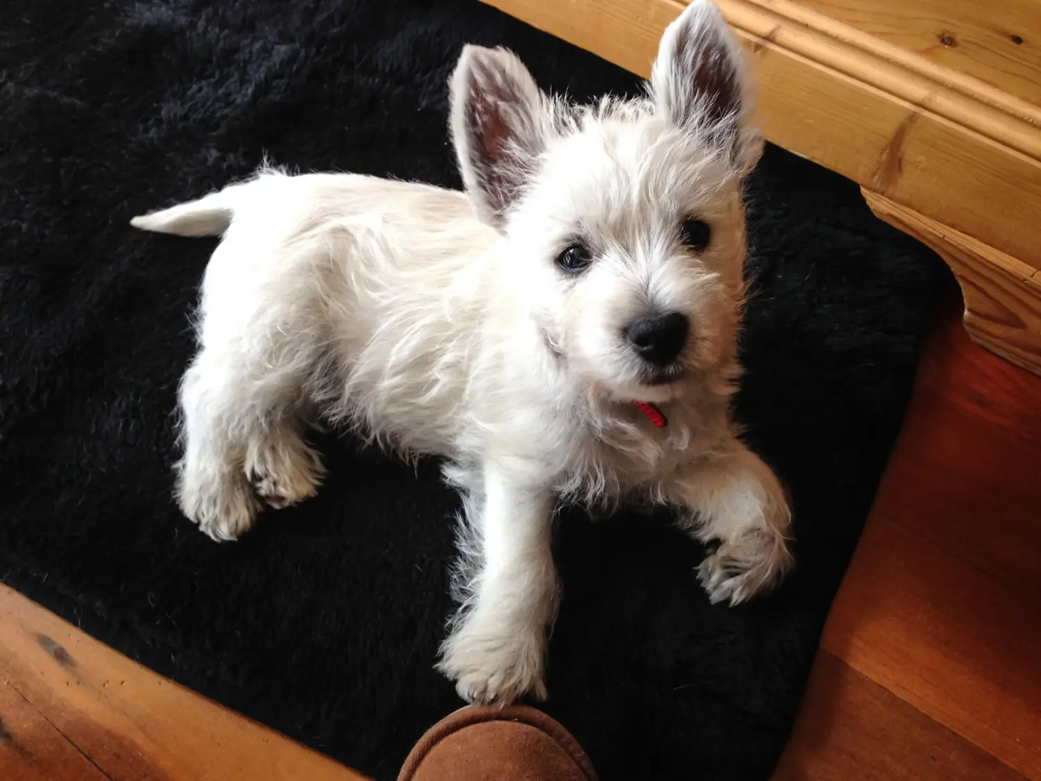 Westie kiskutya vásárlása felelősségvállalást jelent! Westie kiskutyák vásárlása.