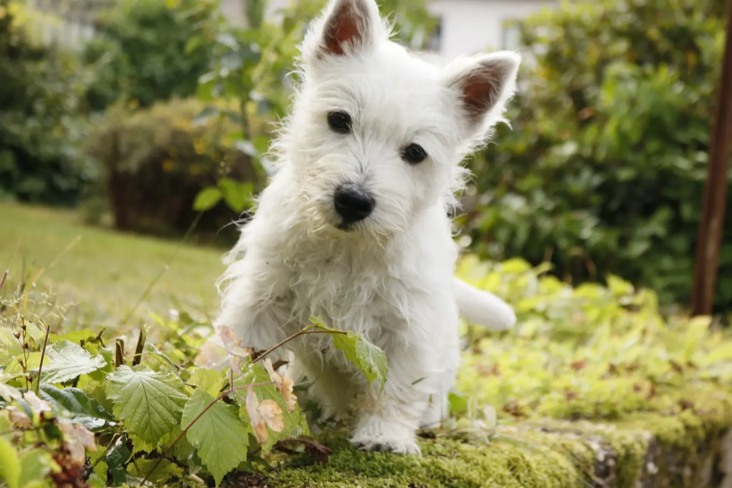 Westie kiskutya vásárlása felelősségvállalást jelent! Westie kiskutyák vásárlása.