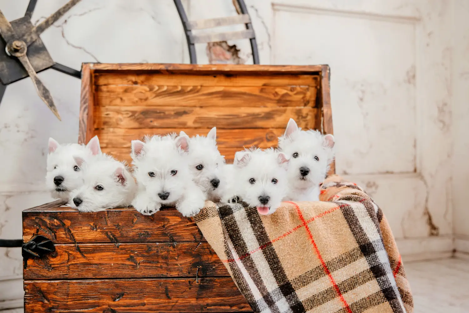 Westie kiskutya vásárlása felelősségvállalást jelent! Westie kiskutyák vásárlása.