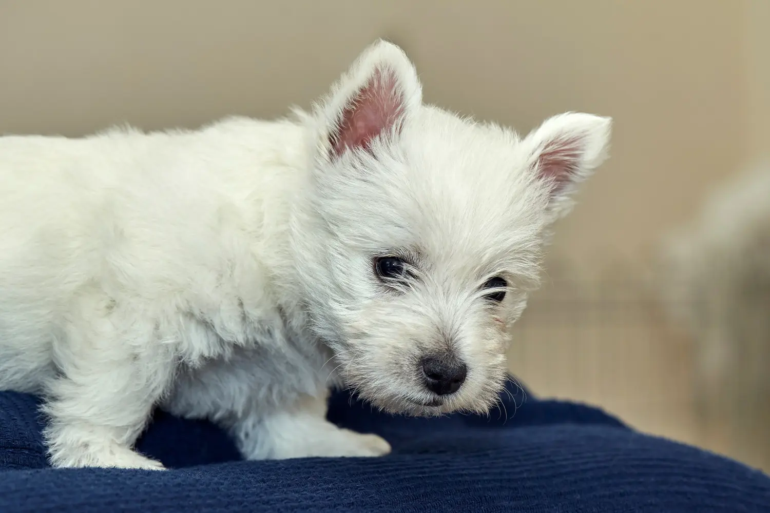 Westie kiskutya vásárlása felelősségvállalást jelent! Westie kiskutyák vásárlása.
