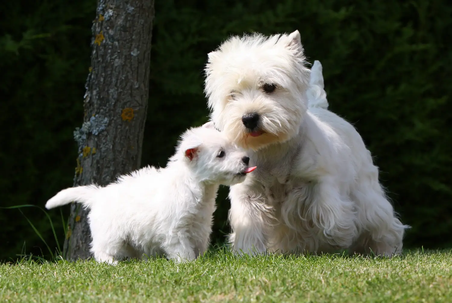 Westie kiskutya vásárlása felelősségvállalást jelent! Westie kiskutyák vásárlása.