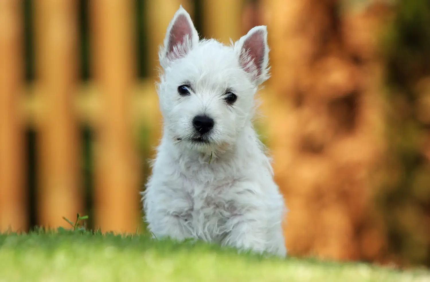 Westie kiskutya vásárlása felelősségvállalást jelent! Westie kiskutyák vásárlása.