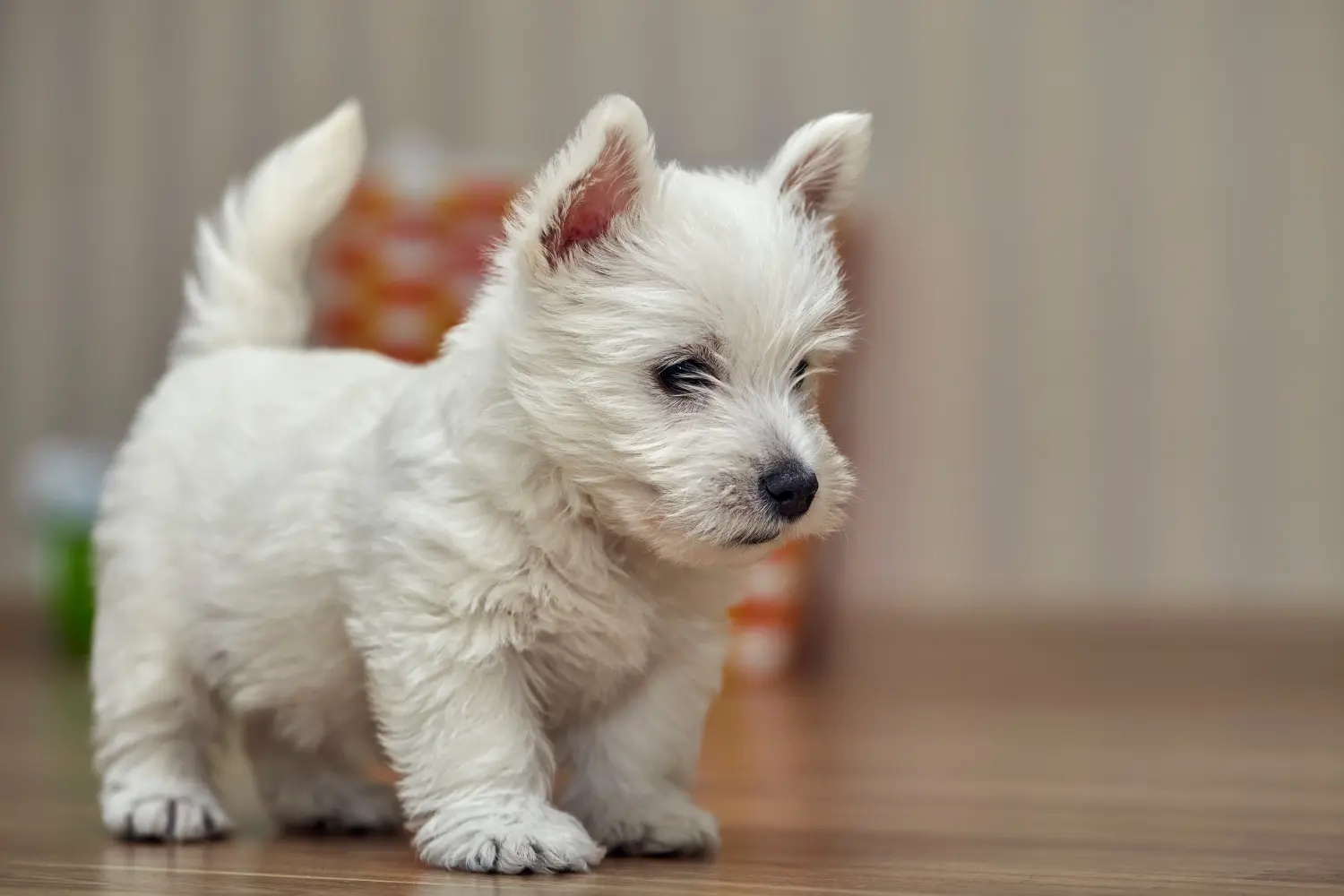 Westie kiskutya vásárlása felelősségvállalást jelent! Westie kiskutyák vásárlása.