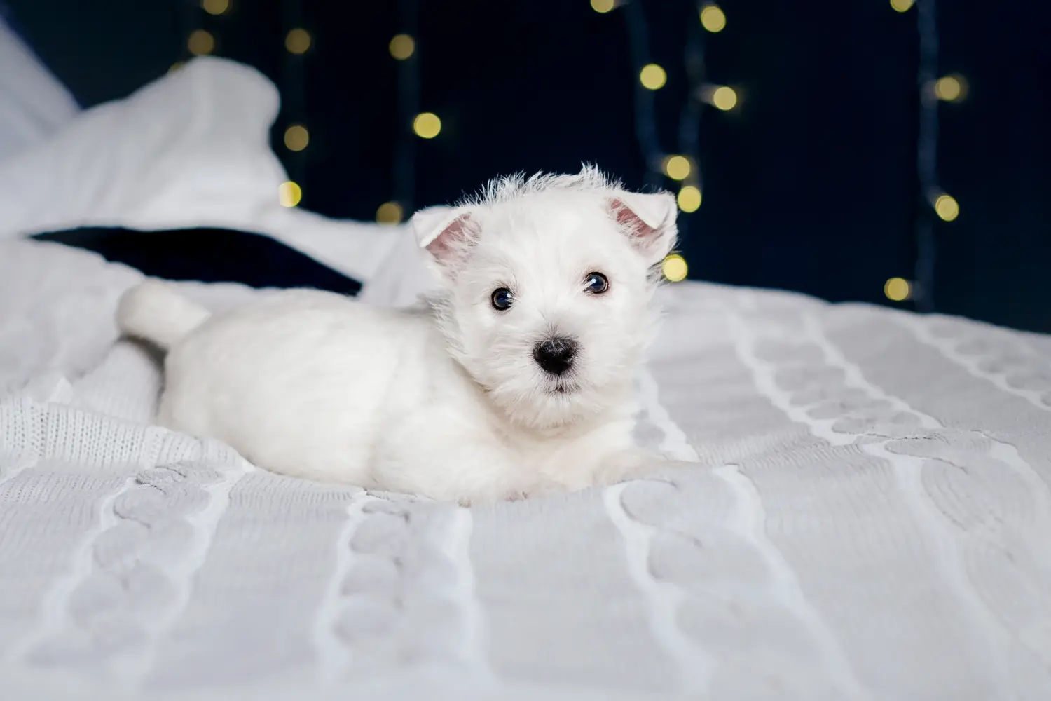 Westie kiskutya vásárlása felelősségvállalást jelent! Westie kiskutyák vásárlása.