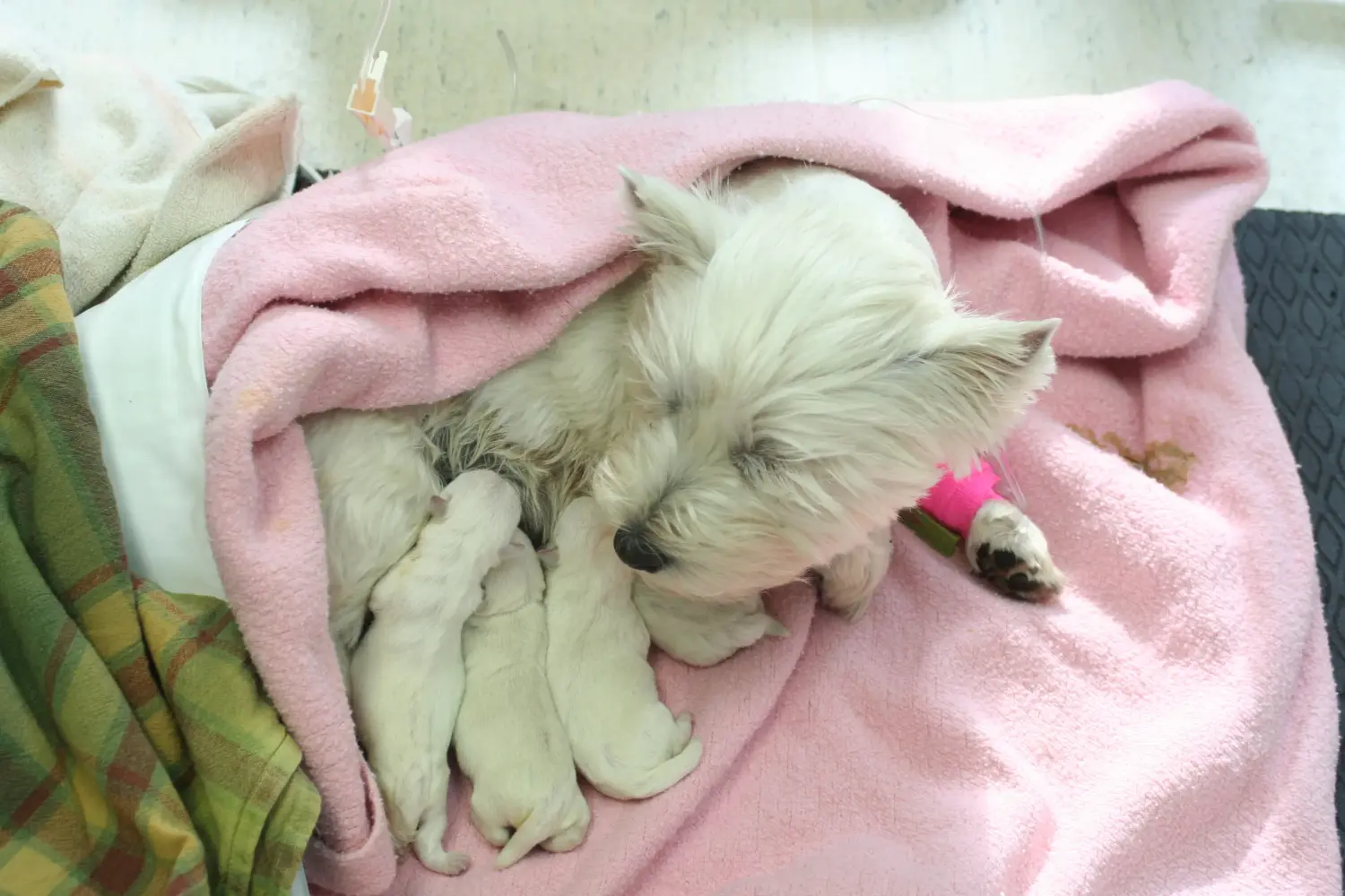 Westie kiskutya vásárlása felelősségvállalást jelent! Westie kiskutyák vásárlása.