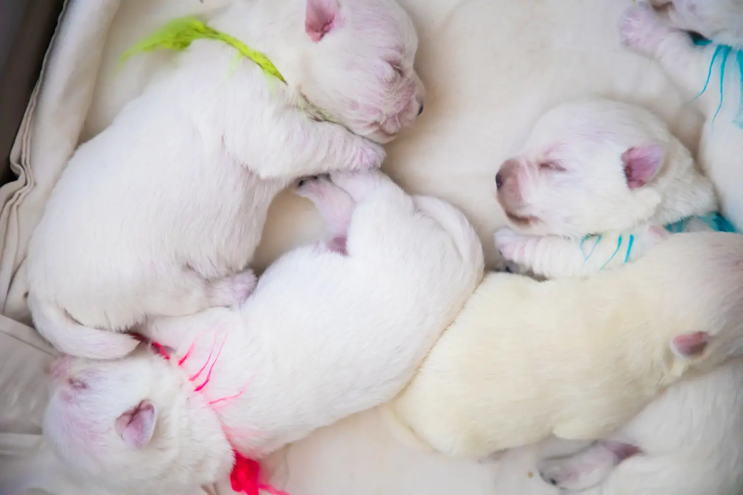 Westie kiskutya vásárlása felelősségvállalást jelent! Westie kiskutyák vásárlása.