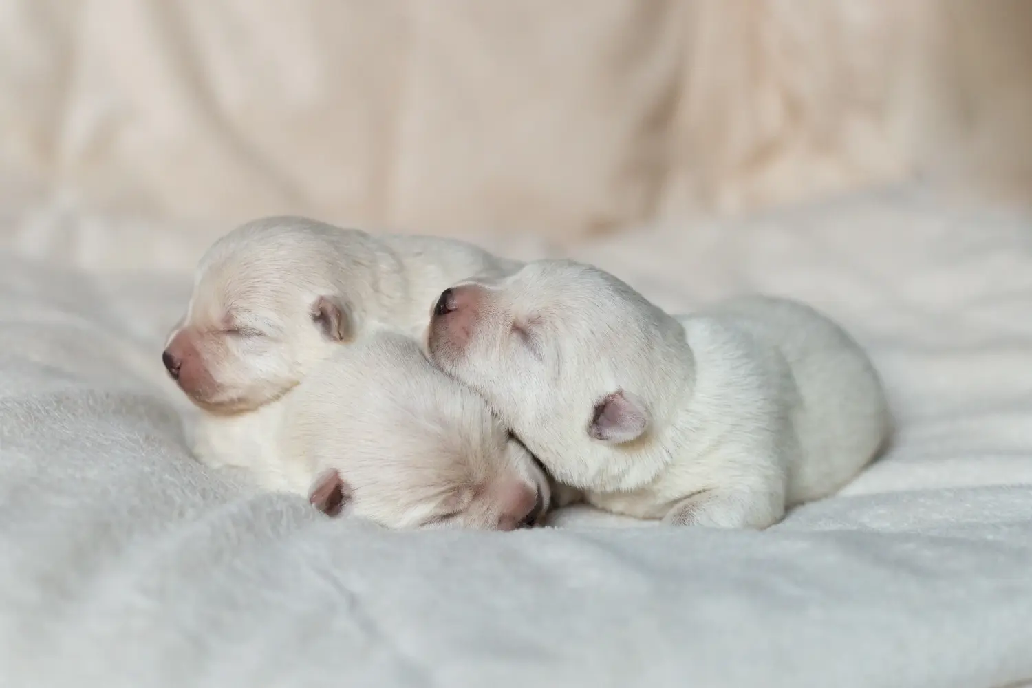 Westie kiskutya vásárlása felelősségvállalást jelent! Westie kiskutyák vásárlása.