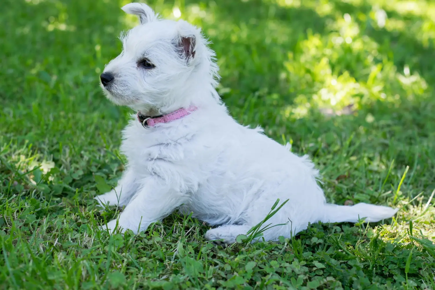 Westie kiskutya vásárlása felelősségvállalást jelent! Westie kiskutyák vásárlása.