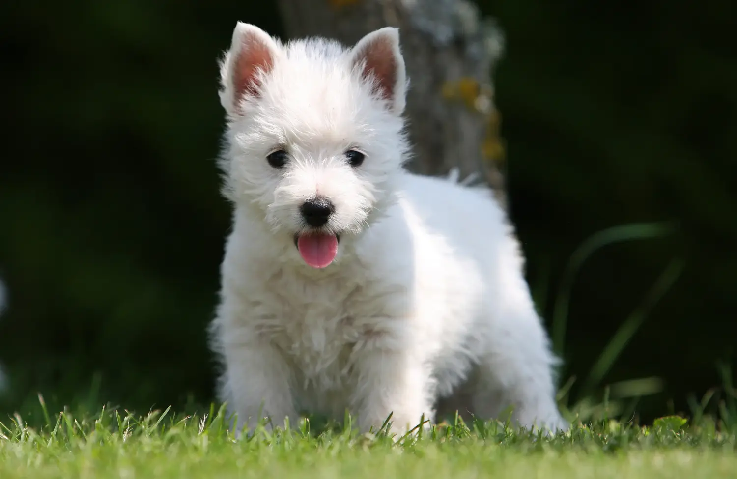 Westie kiskutya vásárlása felelősségvállalást jelent! Westie kiskutyák vásárlása.