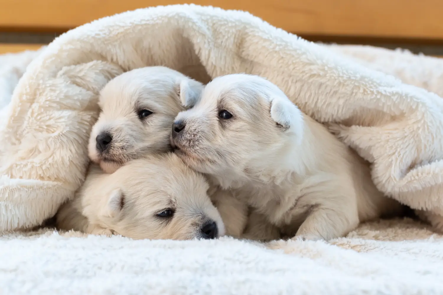 Westie kiskutya vásárlása felelősségvállalást jelent! Westie kiskutyák vásárlása.