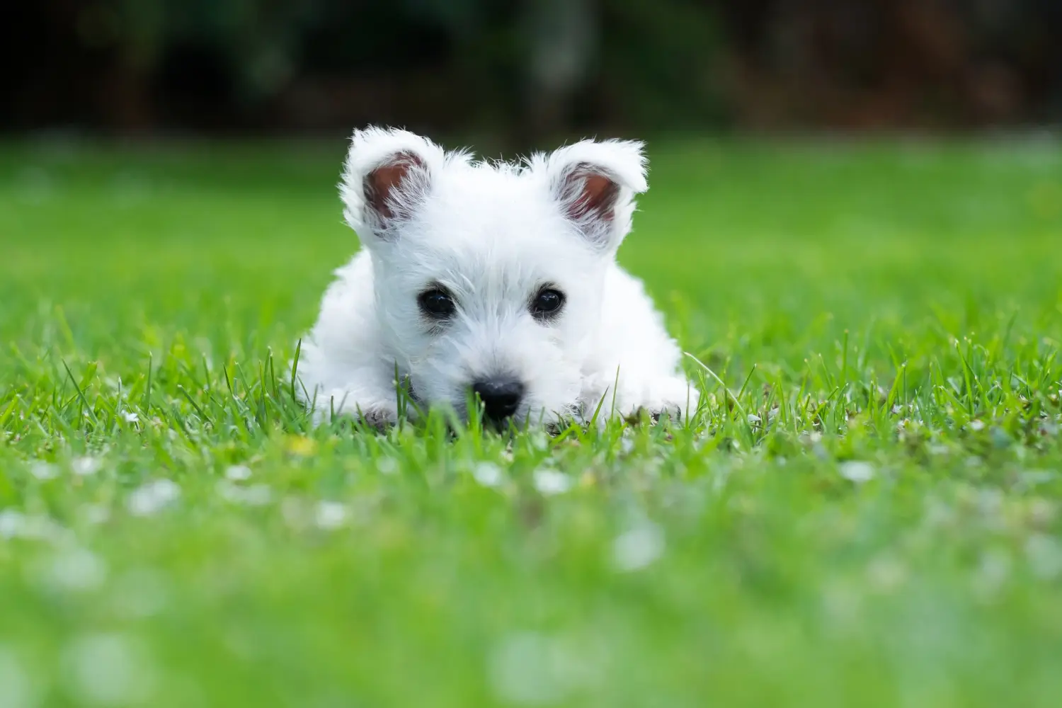 Westie kiskutya vásárlása felelősségvállalást jelent! Westie kiskutyák vásárlása.