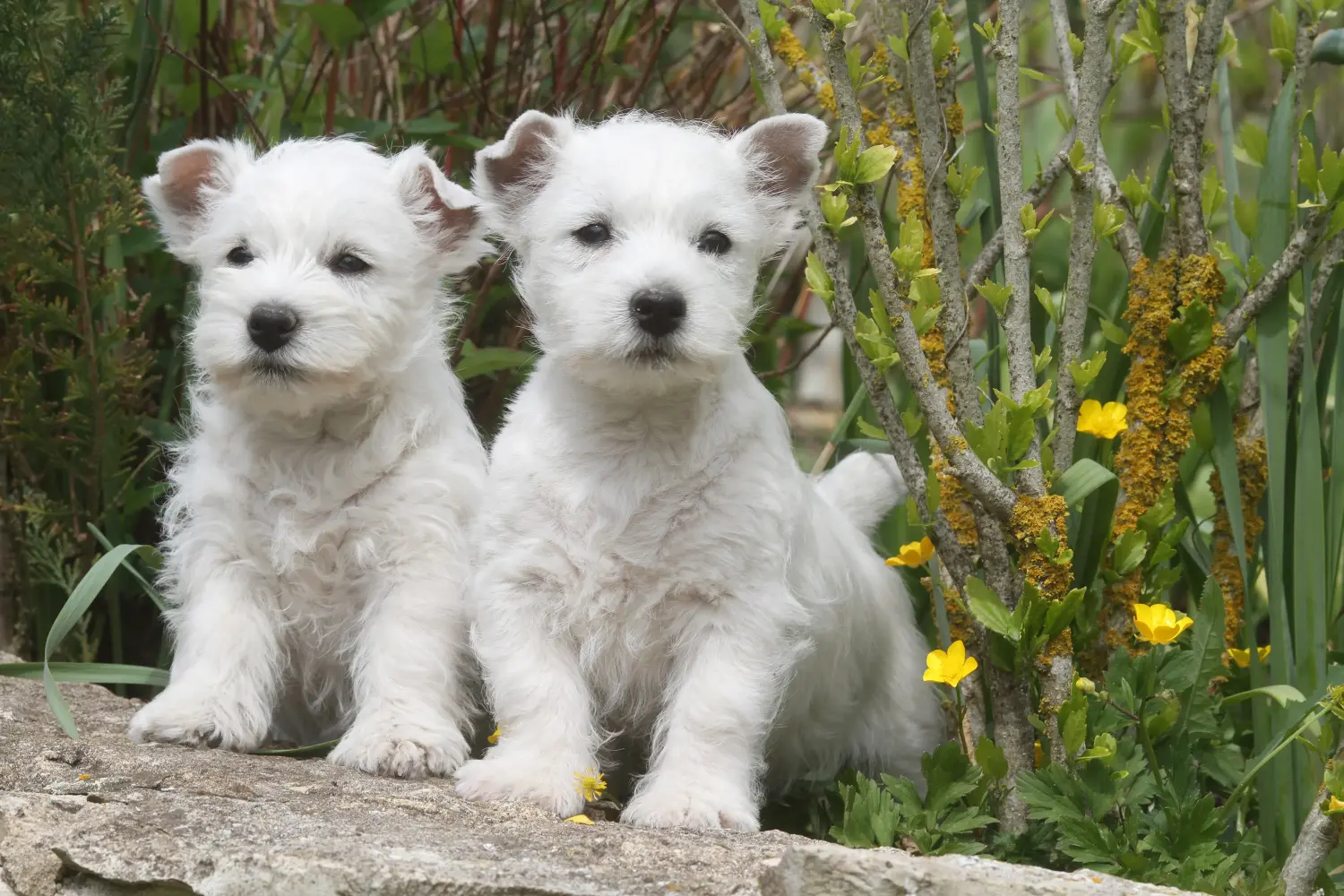 Westie kiskutya vásárlása felelősségvállalást jelent! Westie kiskutyák vásárlása.