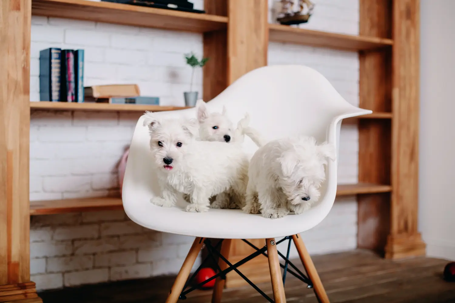 Westie kiskutya vásárlása felelősségvállalást jelent! Westie kiskutyák vásárlása.