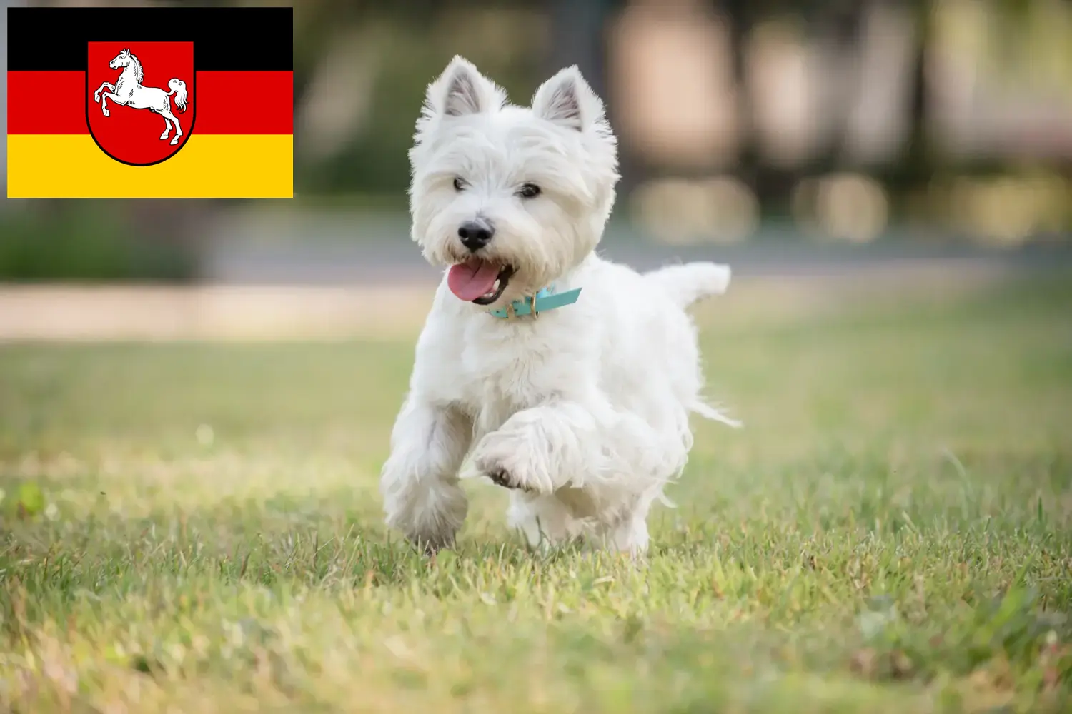Westie kölyökkutyák és tenyésztők Alsó-Szászország Itt találhat Westie tenyésztőket Alsó-Szászországban.