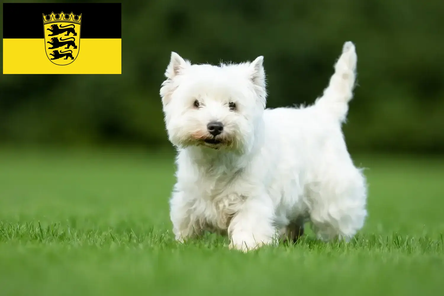 Westie kölyökkutyák és tenyésztők Baden-Württemberg Itt Westie tenyésztőket találhat Baden-Württembergben.